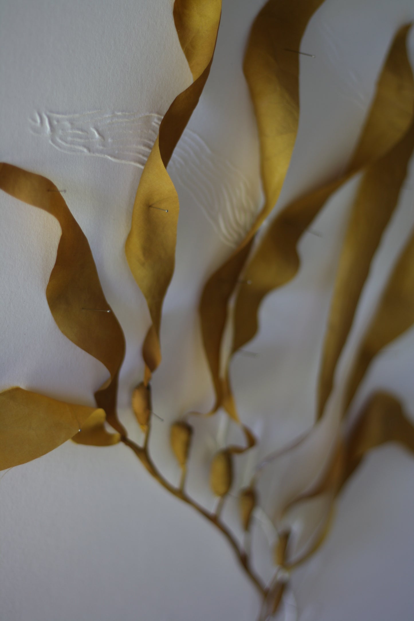 Kelp