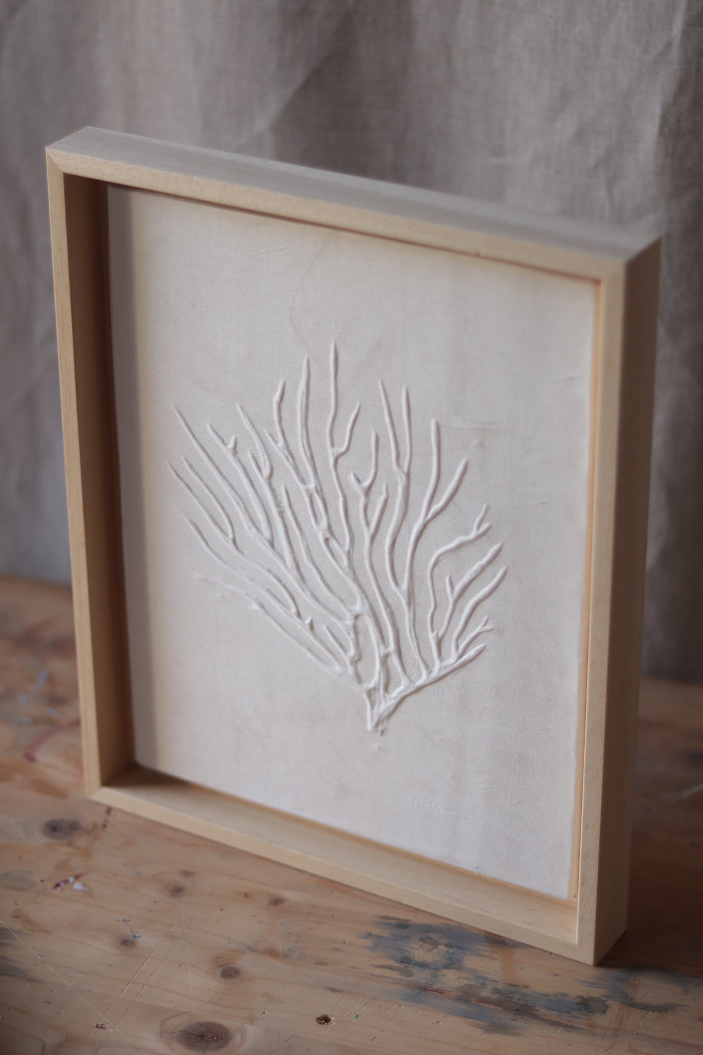 Corail Blanc