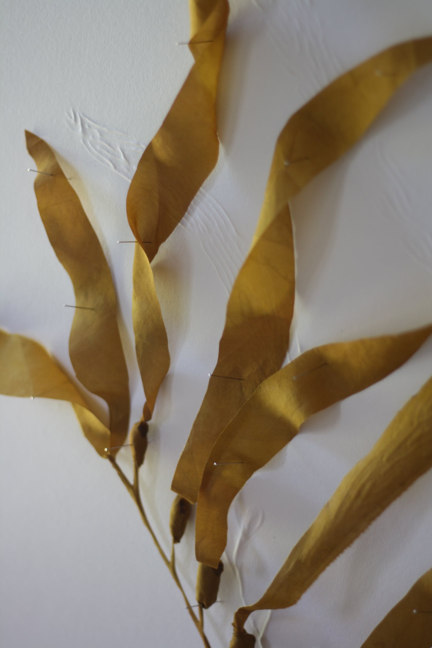 Kelp