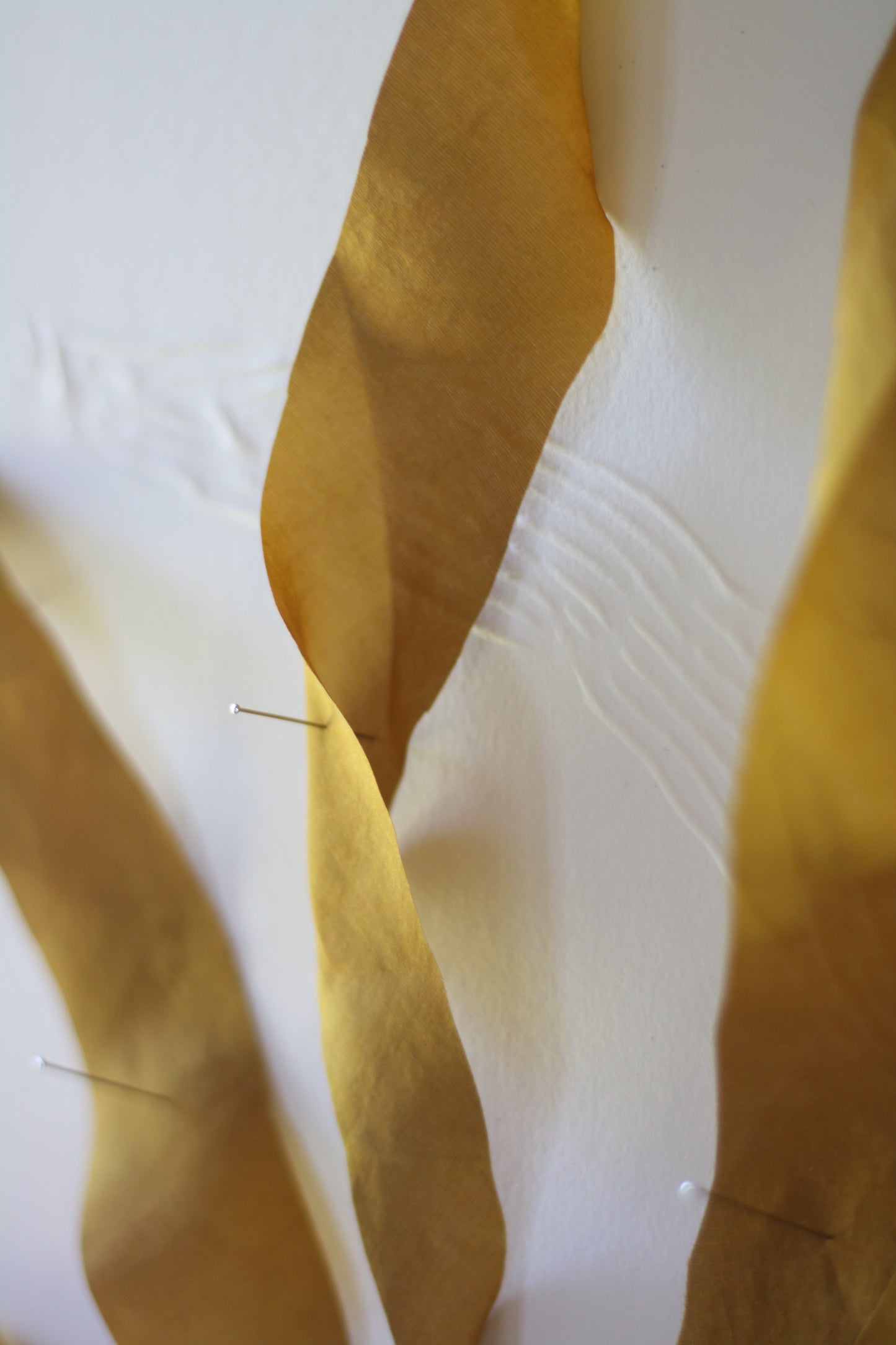 Kelp