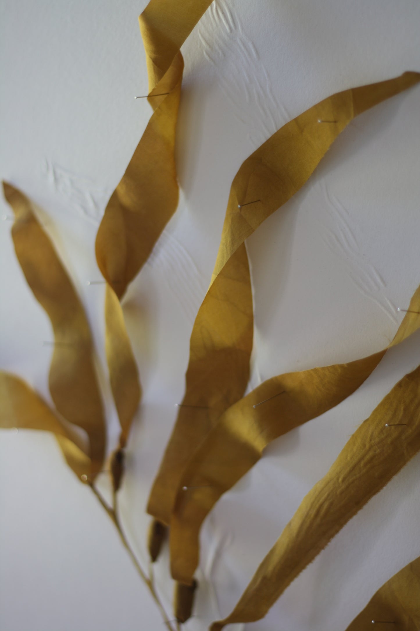 Kelp