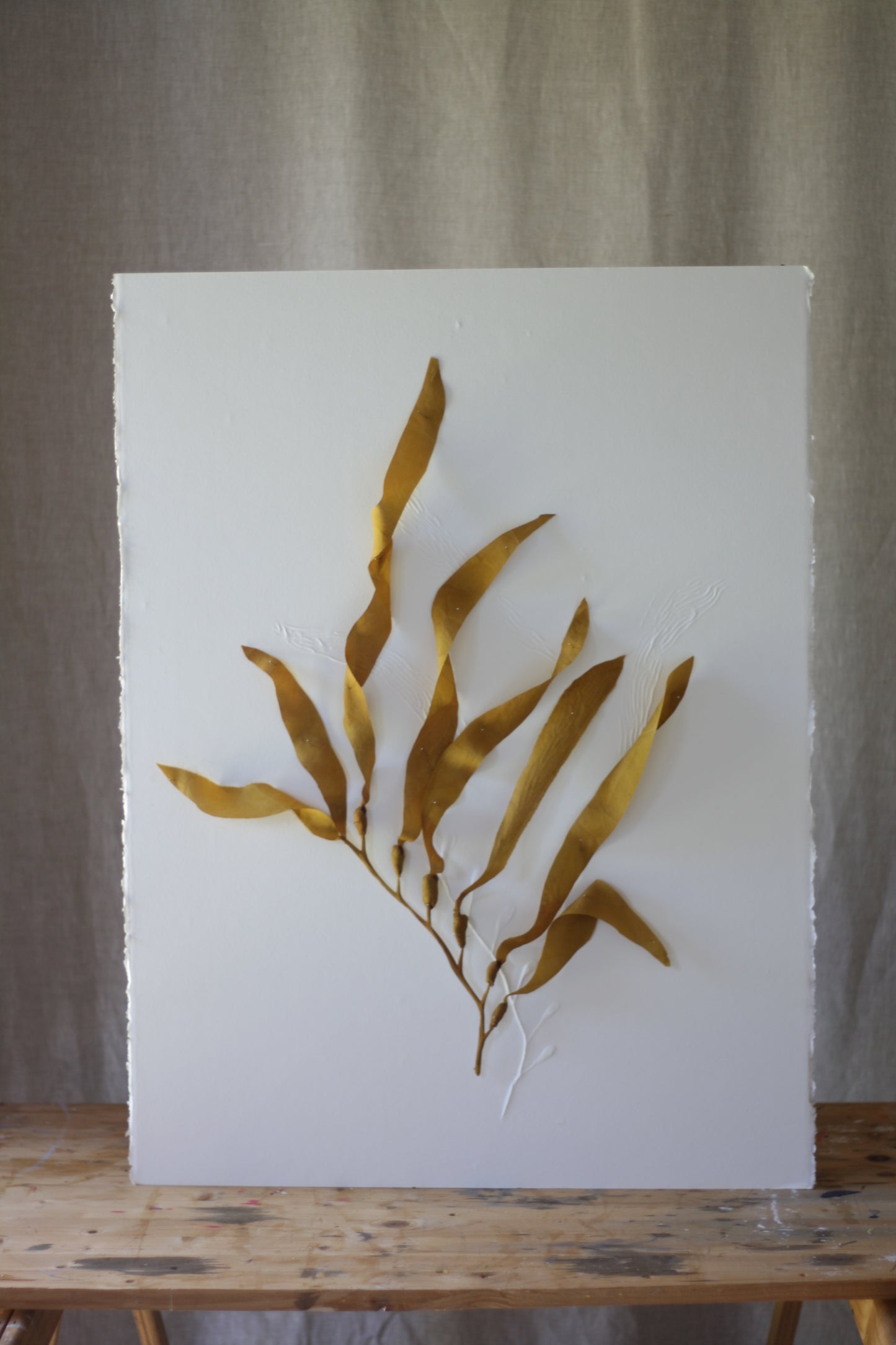 Kelp