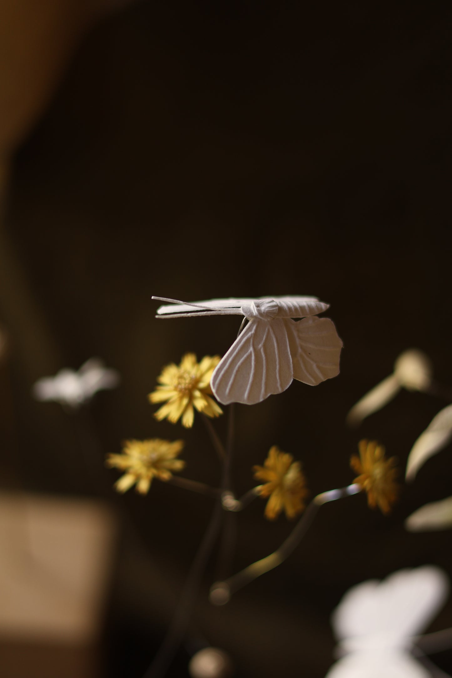 (A) La Fleur de carotte et le papillon