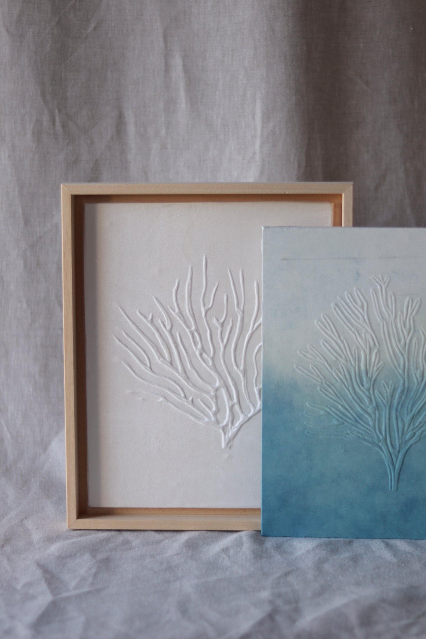 Corail Blanc