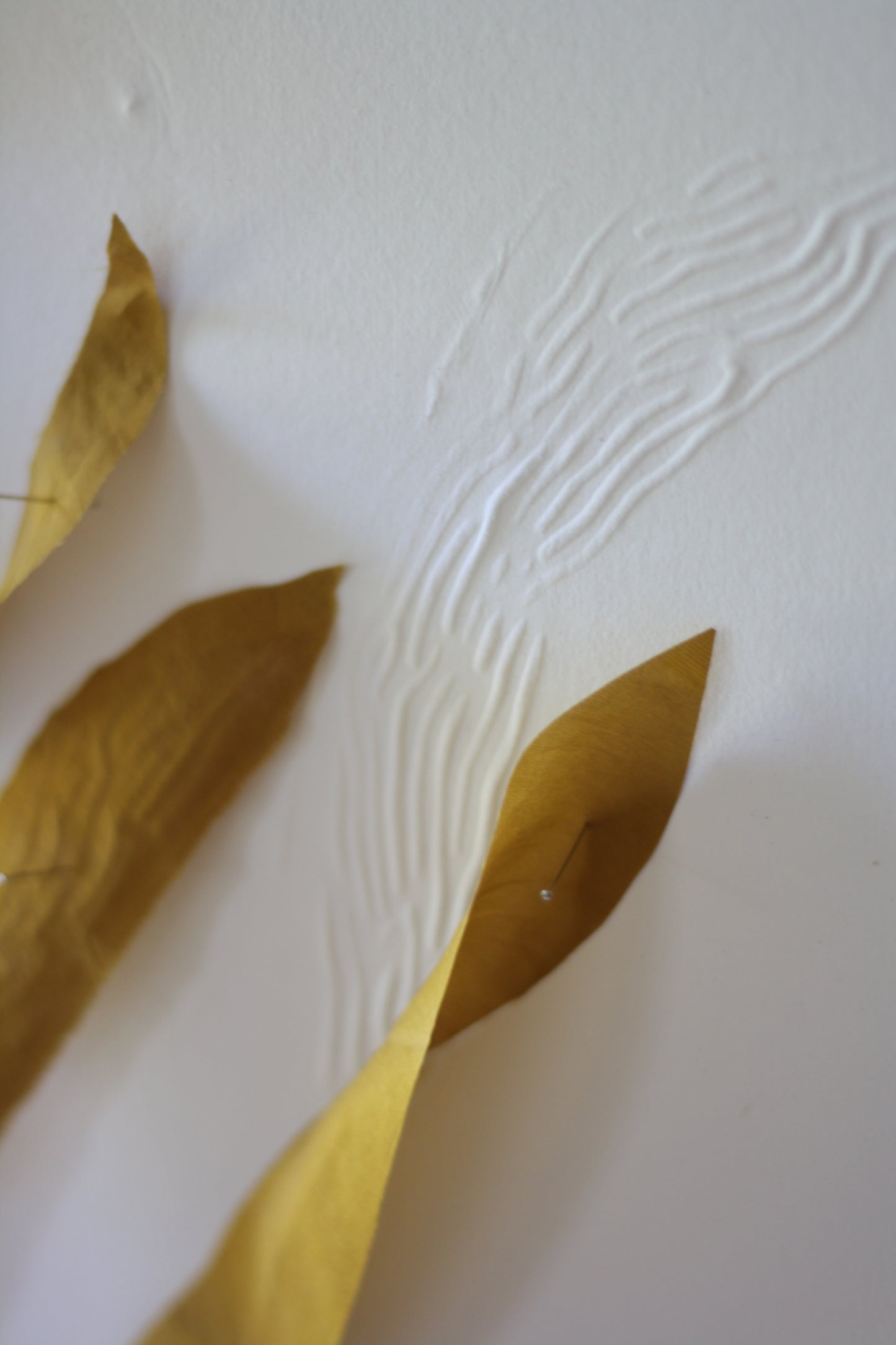 Kelp