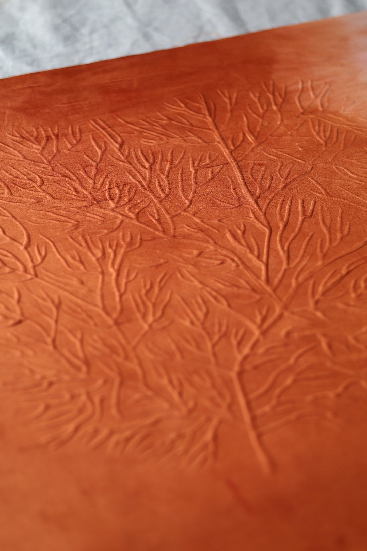 Mémoire d’un récif