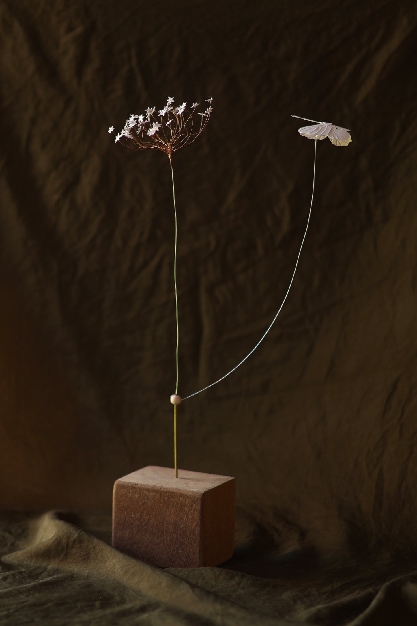 (A) La Fleur de carotte et le papillon