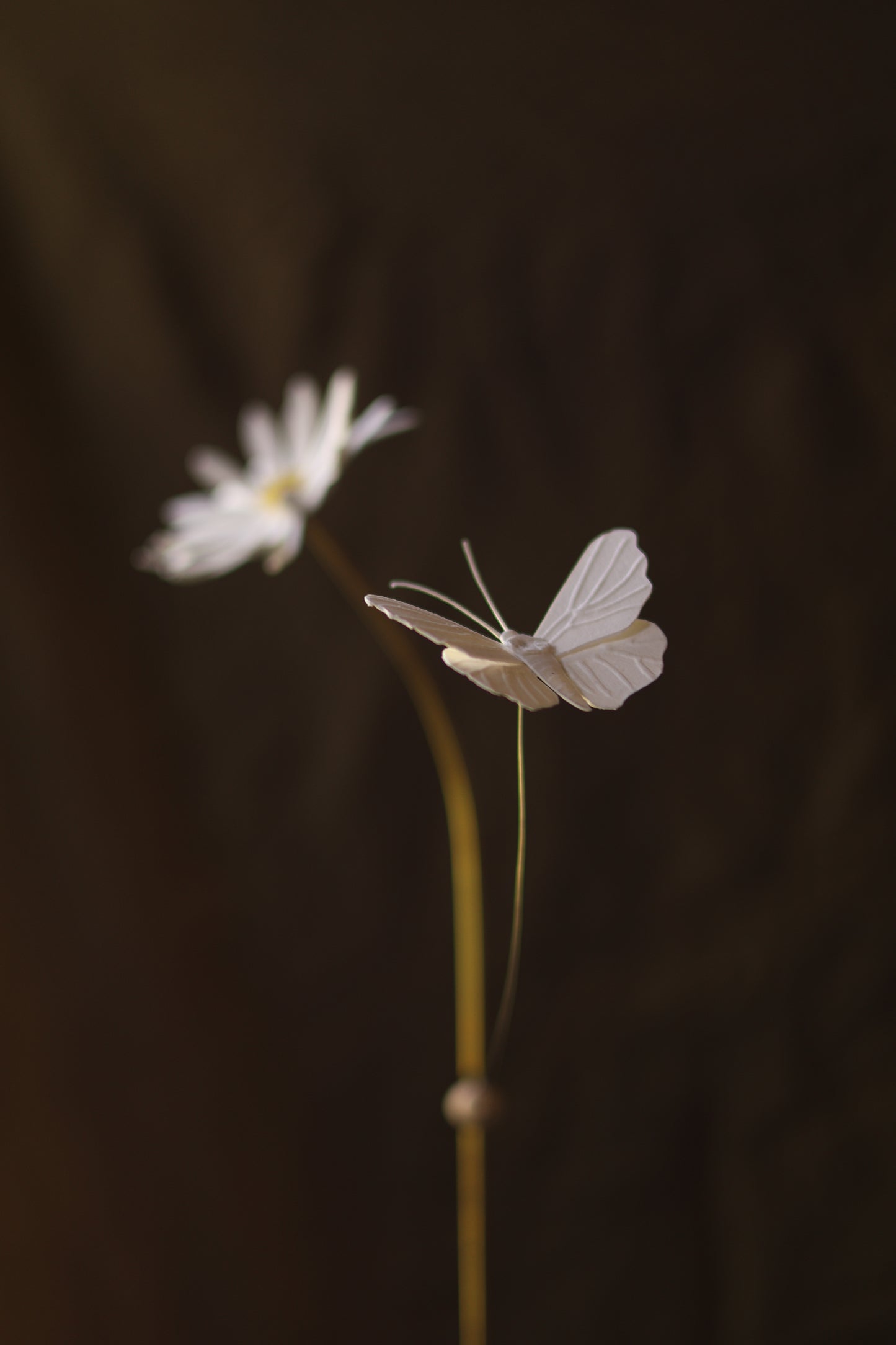 (A) La Marguerite et le papillon