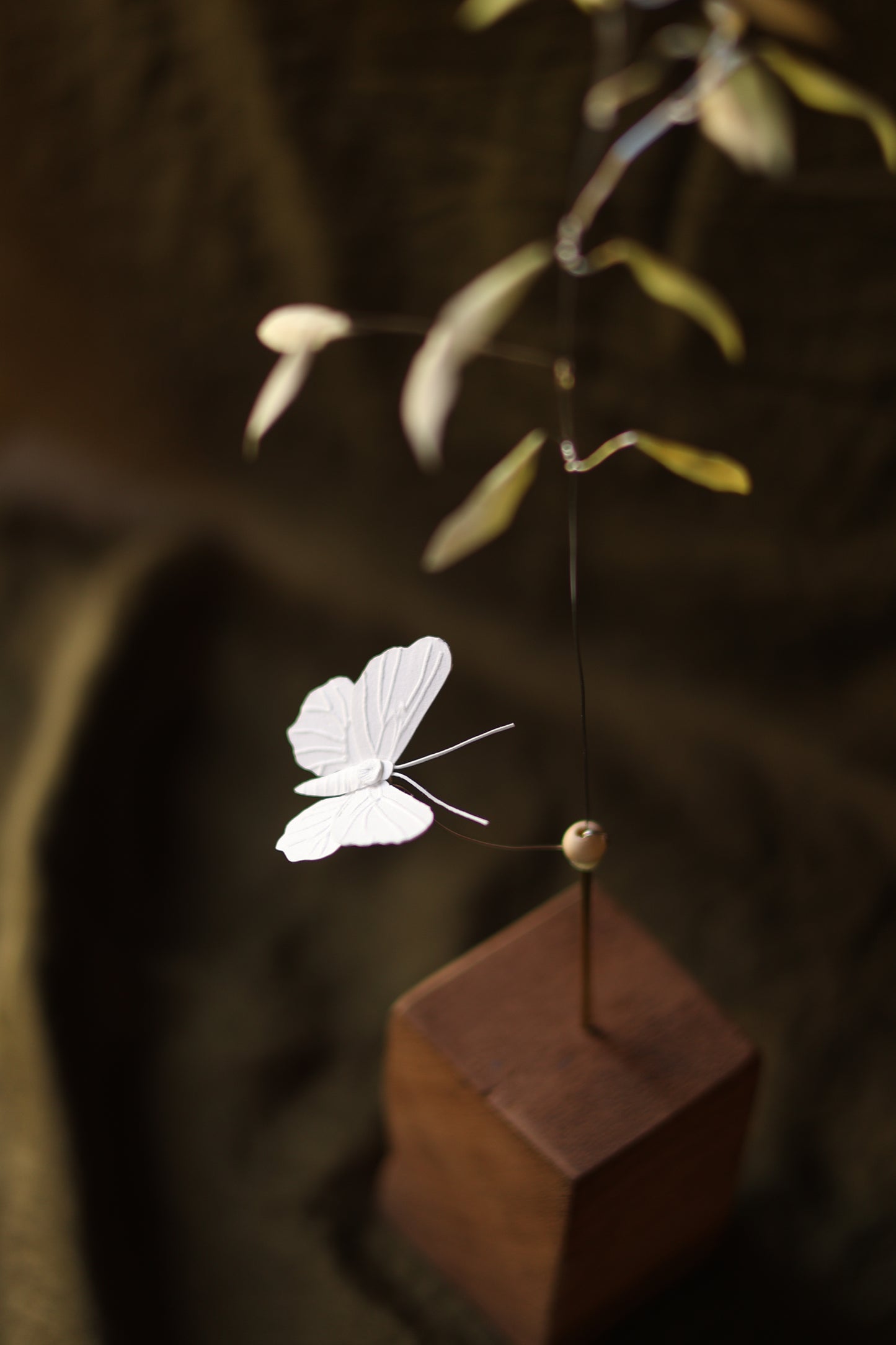 (A) L’herbe de prairie et le papillon