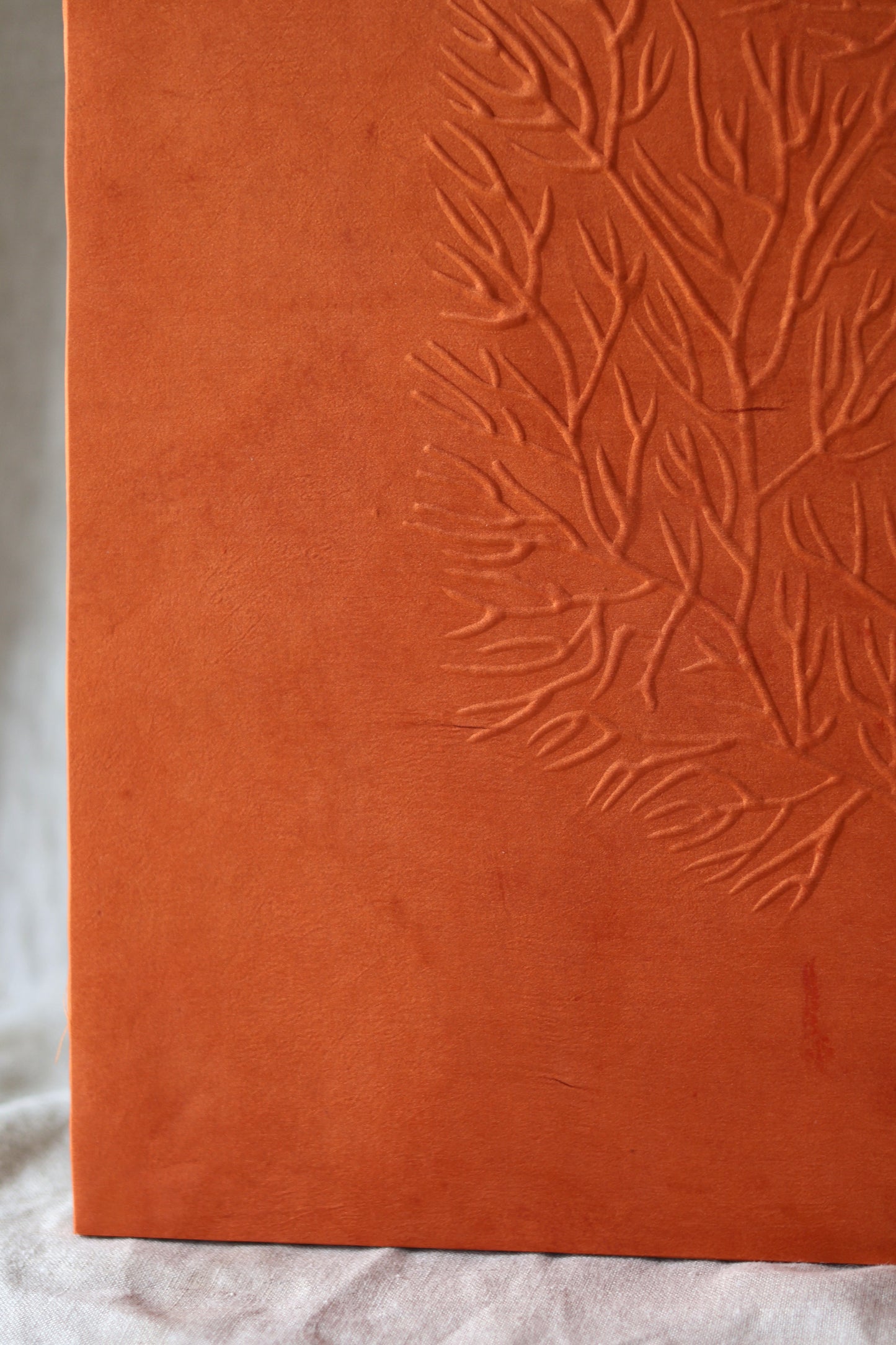 Mémoire d’un récif