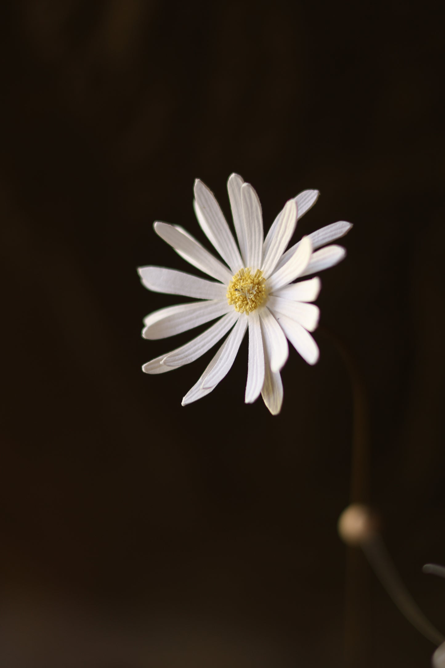 (A) La Marguerite et le papillon