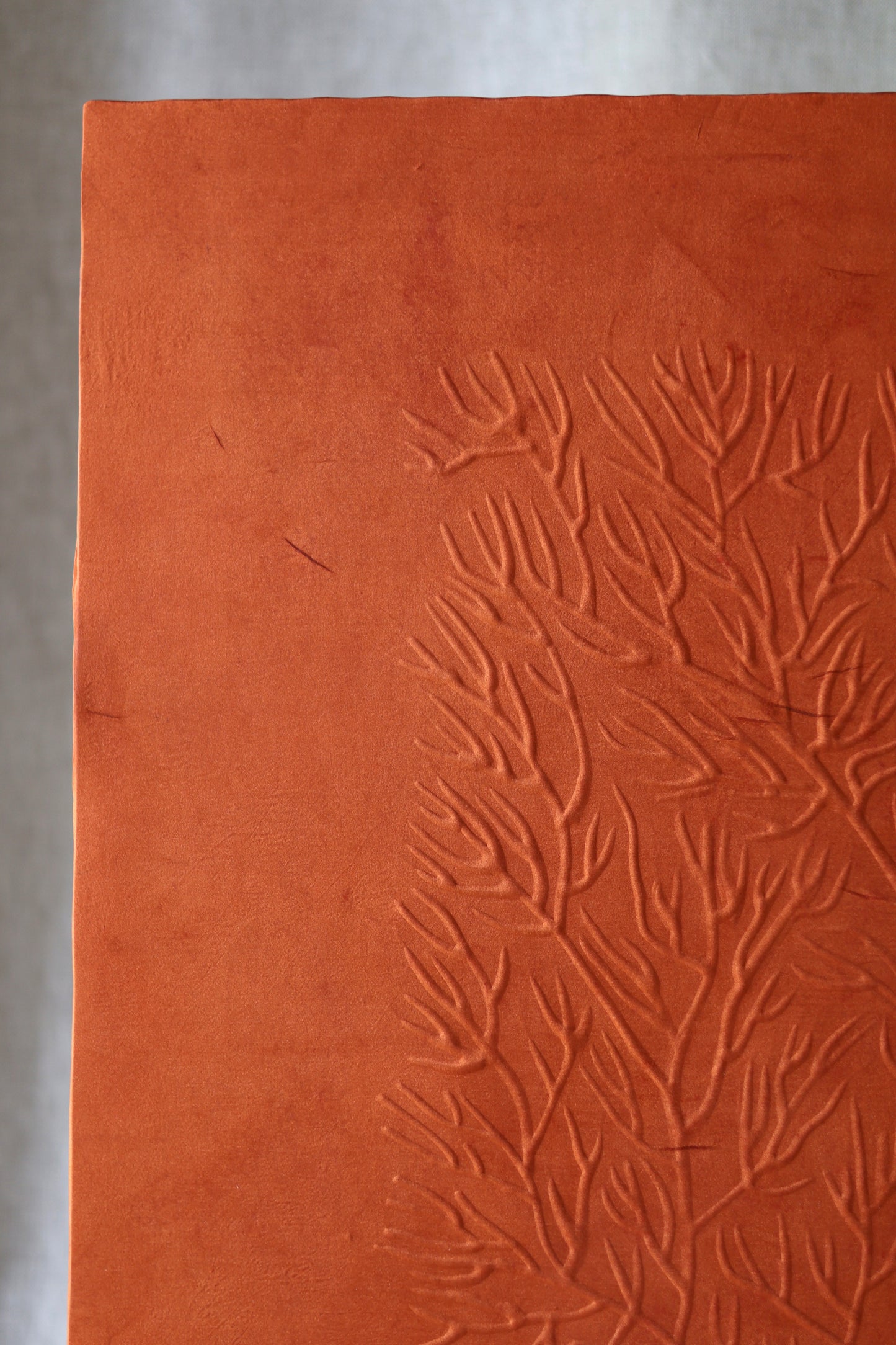 Mémoire d’un récif