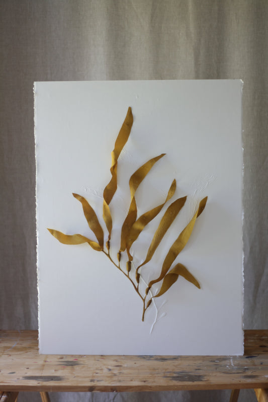 Kelp