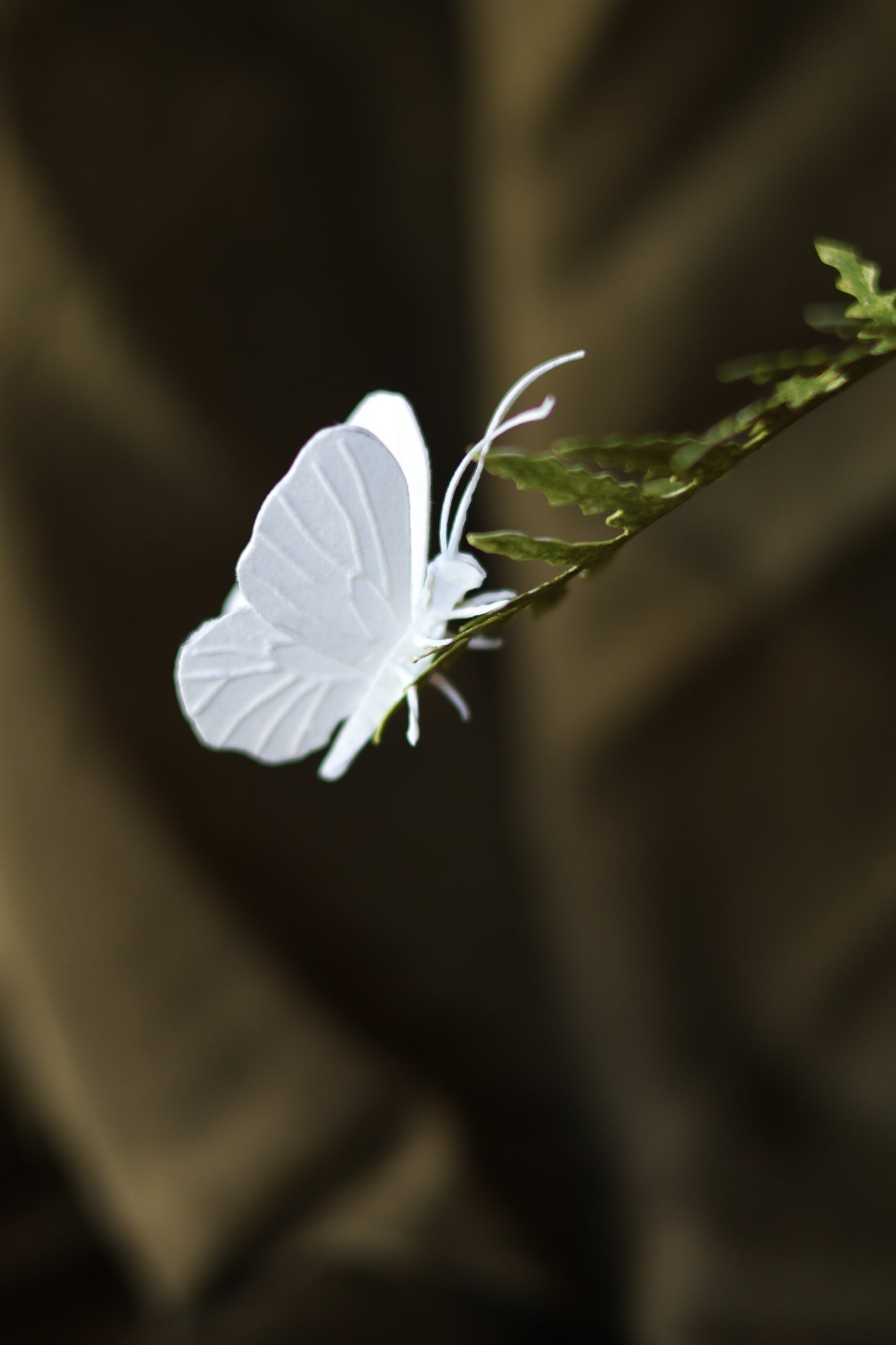 (A) La fougère et le papillon