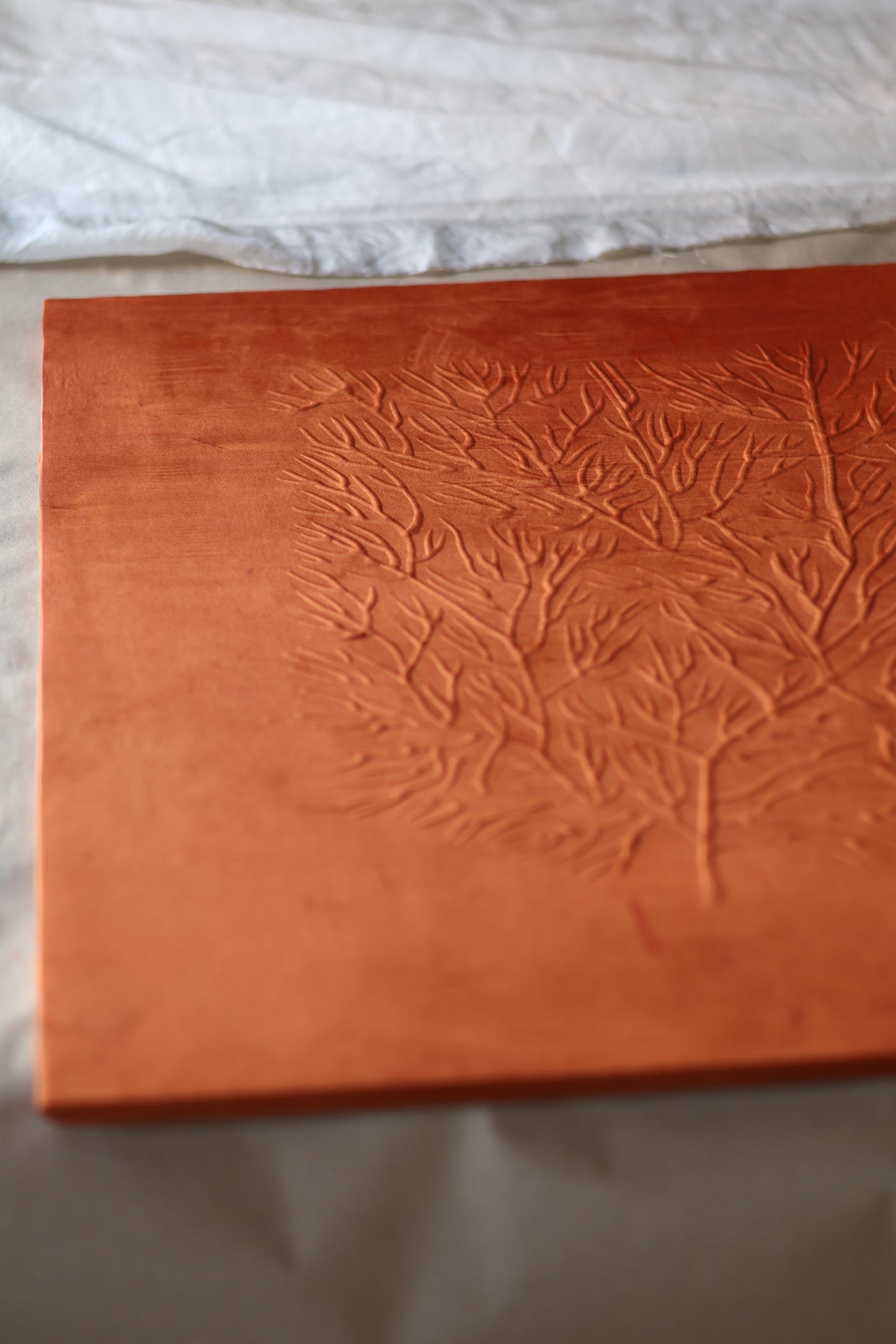 Mémoire d’un récif