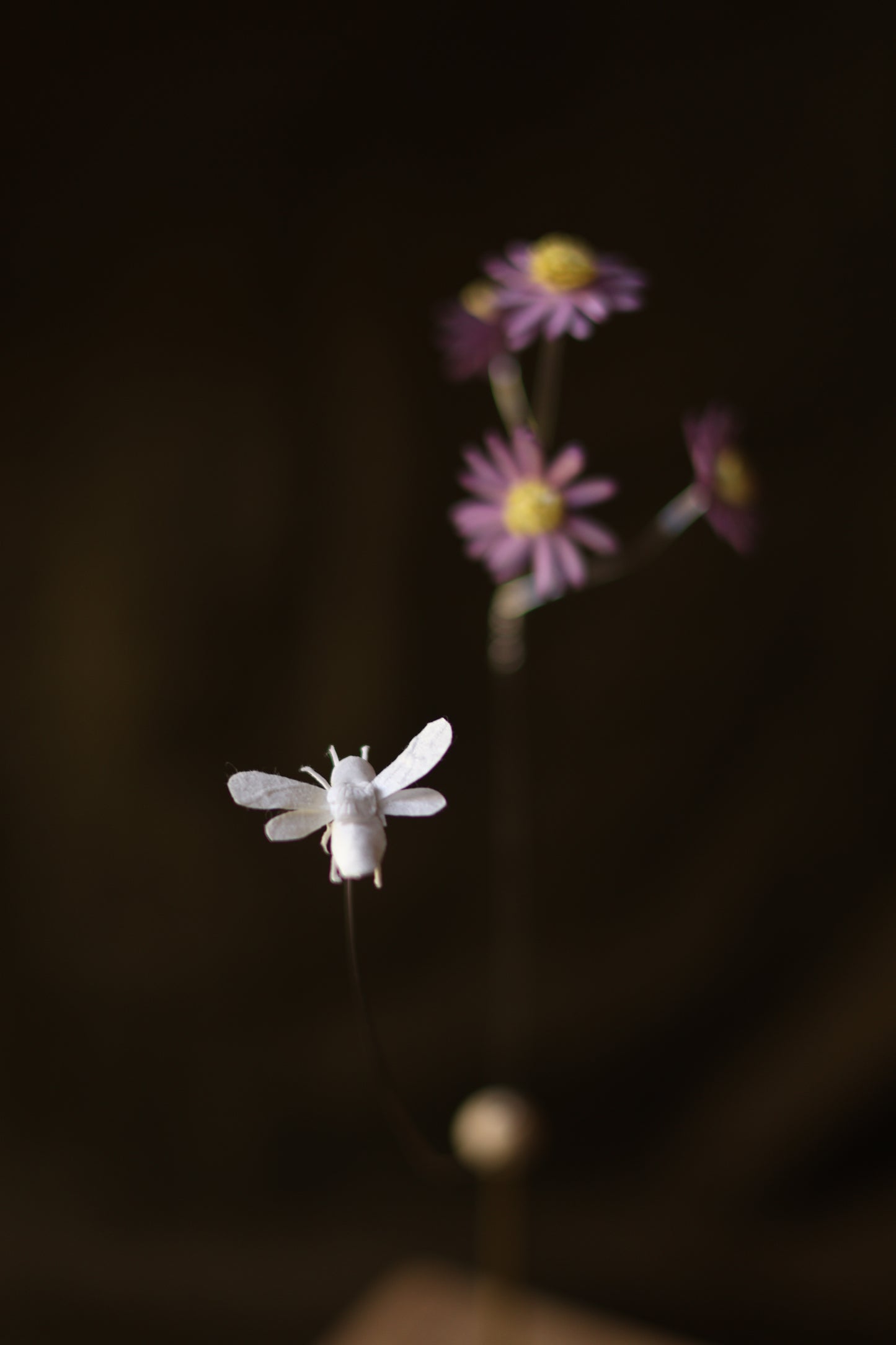 (A) La pâquerette et l’abeille