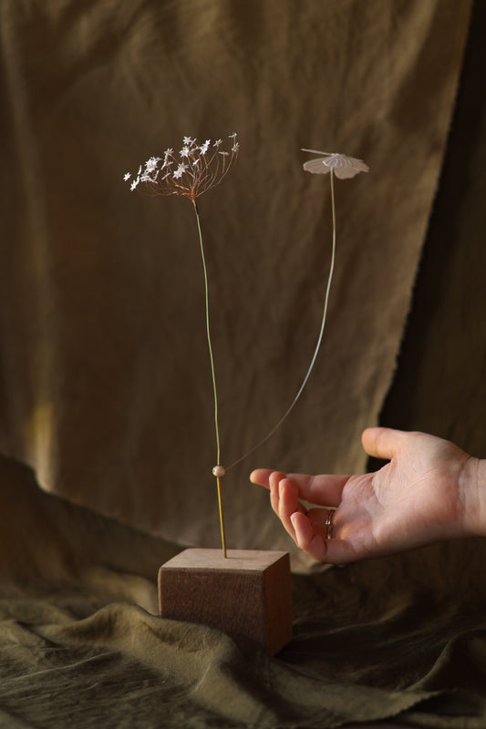 (A) La Fleur de carotte et le papillon