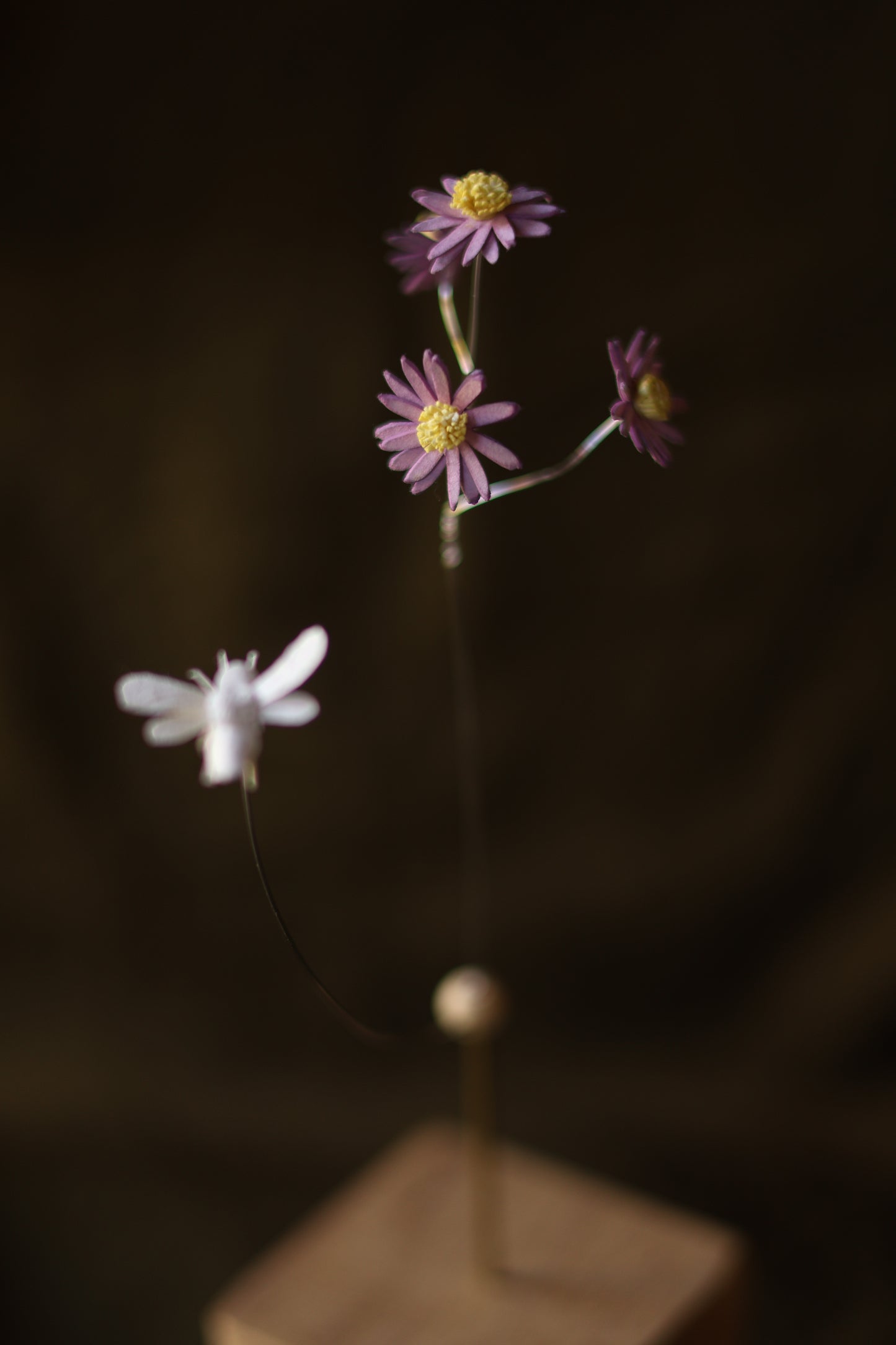 (A) La pâquerette et l’abeille